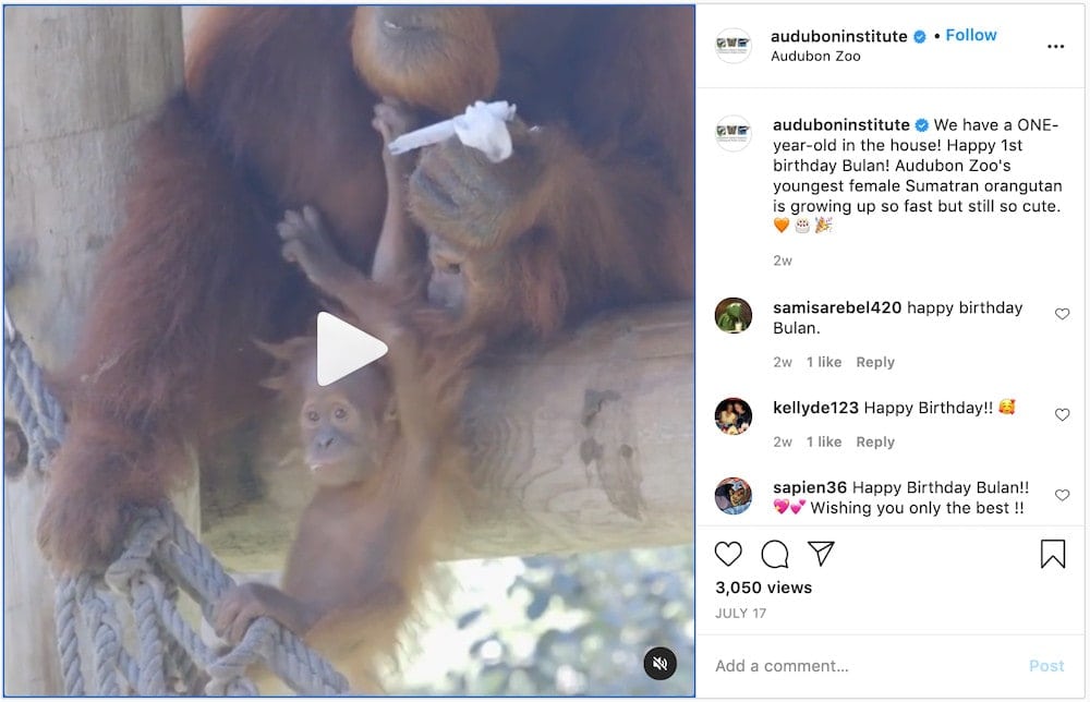 Audubon Zoo Instagram Engagement
